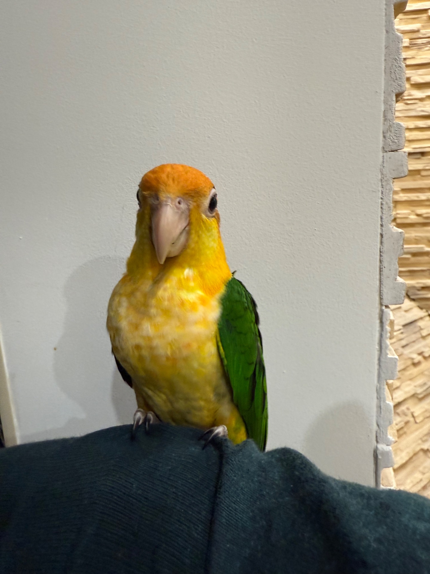 Рыжеголовые попугаи каик птенцы ручные