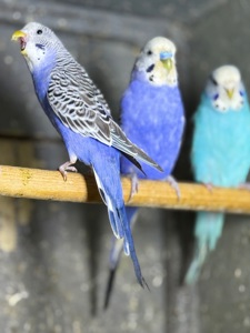 Хвилясті папуги говорящі та молоді