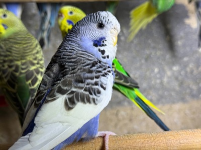 Хвилясті папуги говорящі та молоді