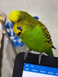 Говорящий папуга Чех зеленого кольору
