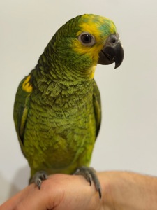 Папуга Амазон говорящі та ручні папуги 🦜