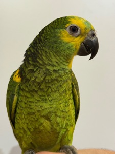 Папуга Амазон говорящі та ручні папуги 🦜