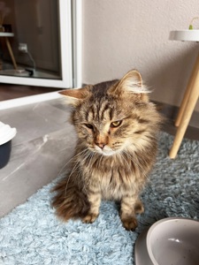 Котик Левчик