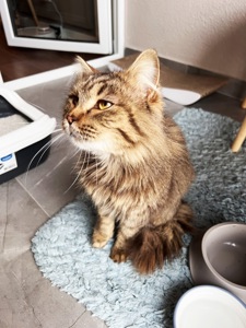 Котик Левчик