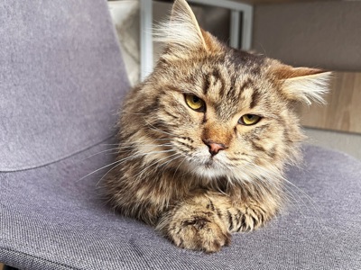 Котик Левчик