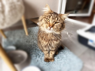 Котик Левчик