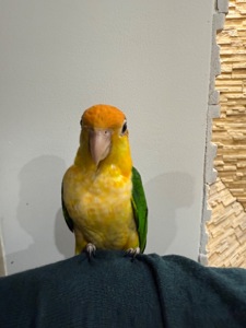 Рыжеголовые попугаи каик птенцы ручные