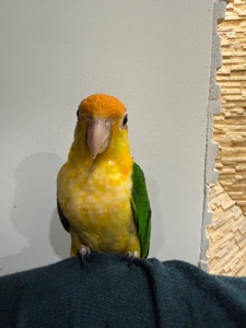 Рыжеголовые попугаи каик птенцы ручные