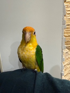 Рыжеголовые попугаи каик птенцы ручные