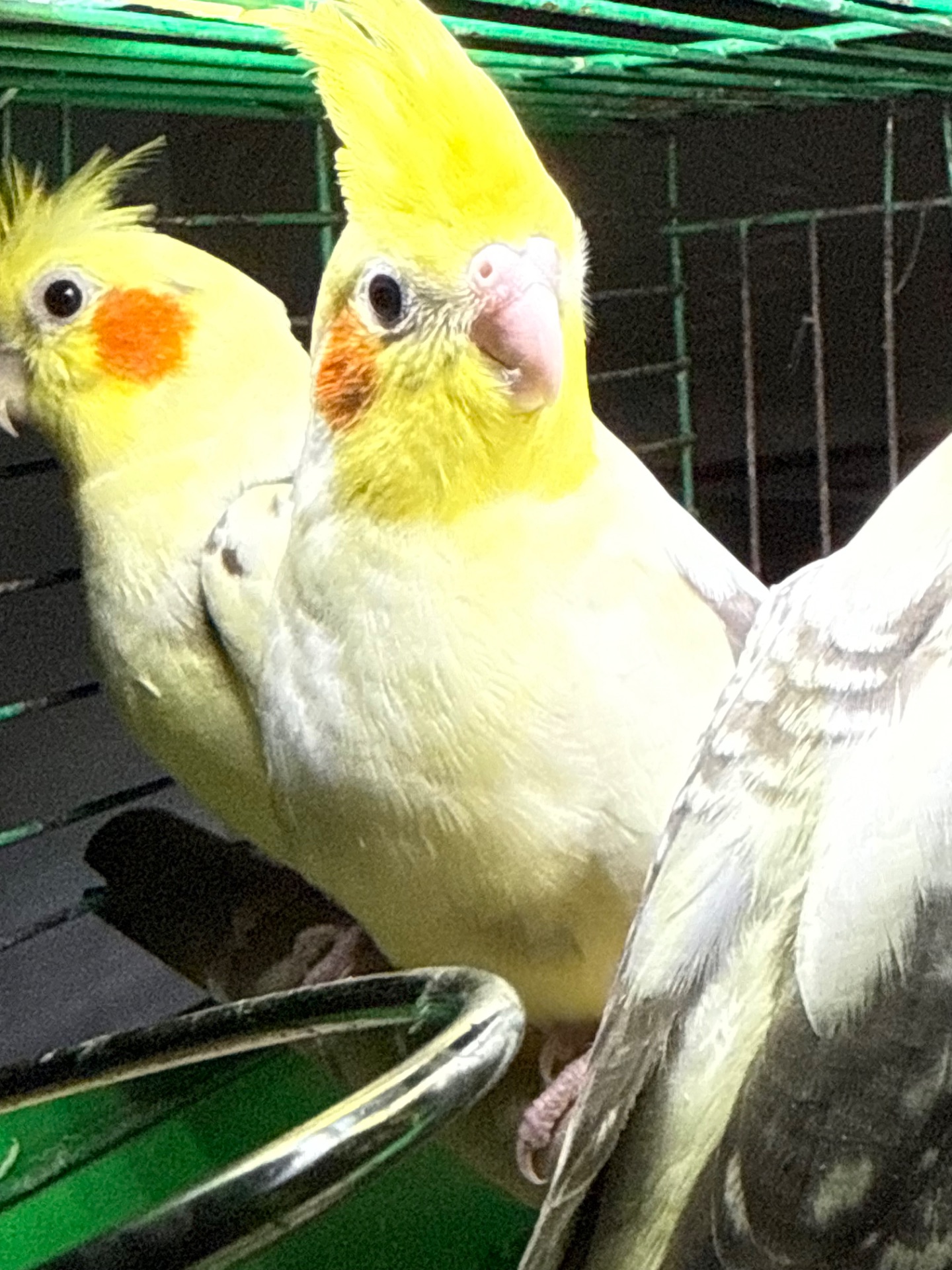 Молоді папуги Корелла викормиш і ручні