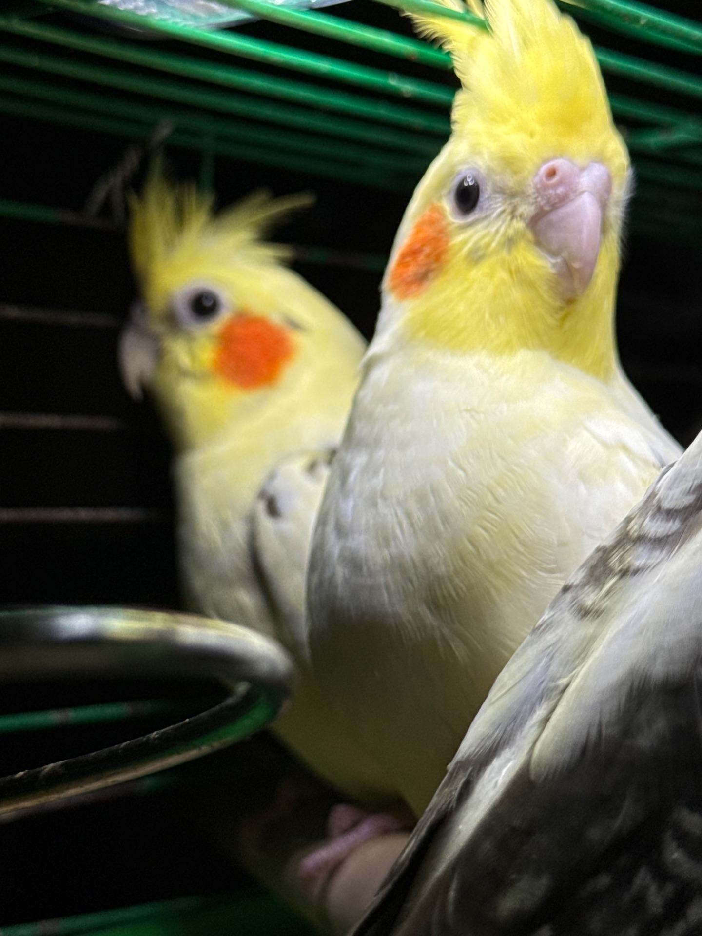 Молоді папуги Корелла викормиш і ручні