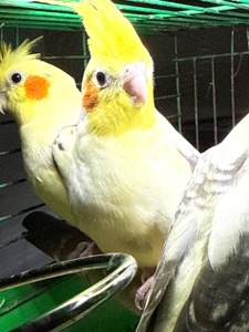 Молоді папуги Корелла викормиш і ручні