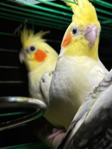 Молоді папуги Корелла викормиш і ручні