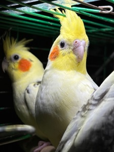 Молоді папуги Корелла викормиш і ручні