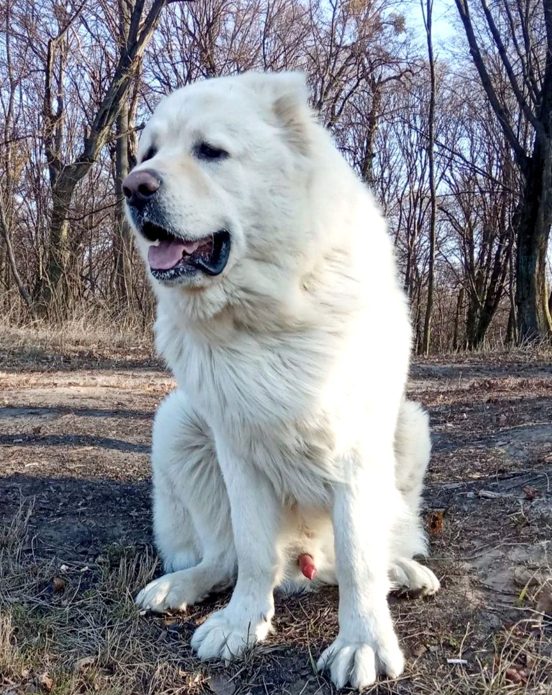 Аліментний хлопчик кавказької вівчарки від розплідника Star Escort