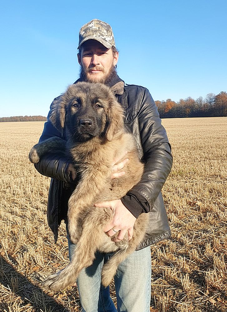 Аліментний хлопчик кавказької вівчарки від розплідника Star Escort