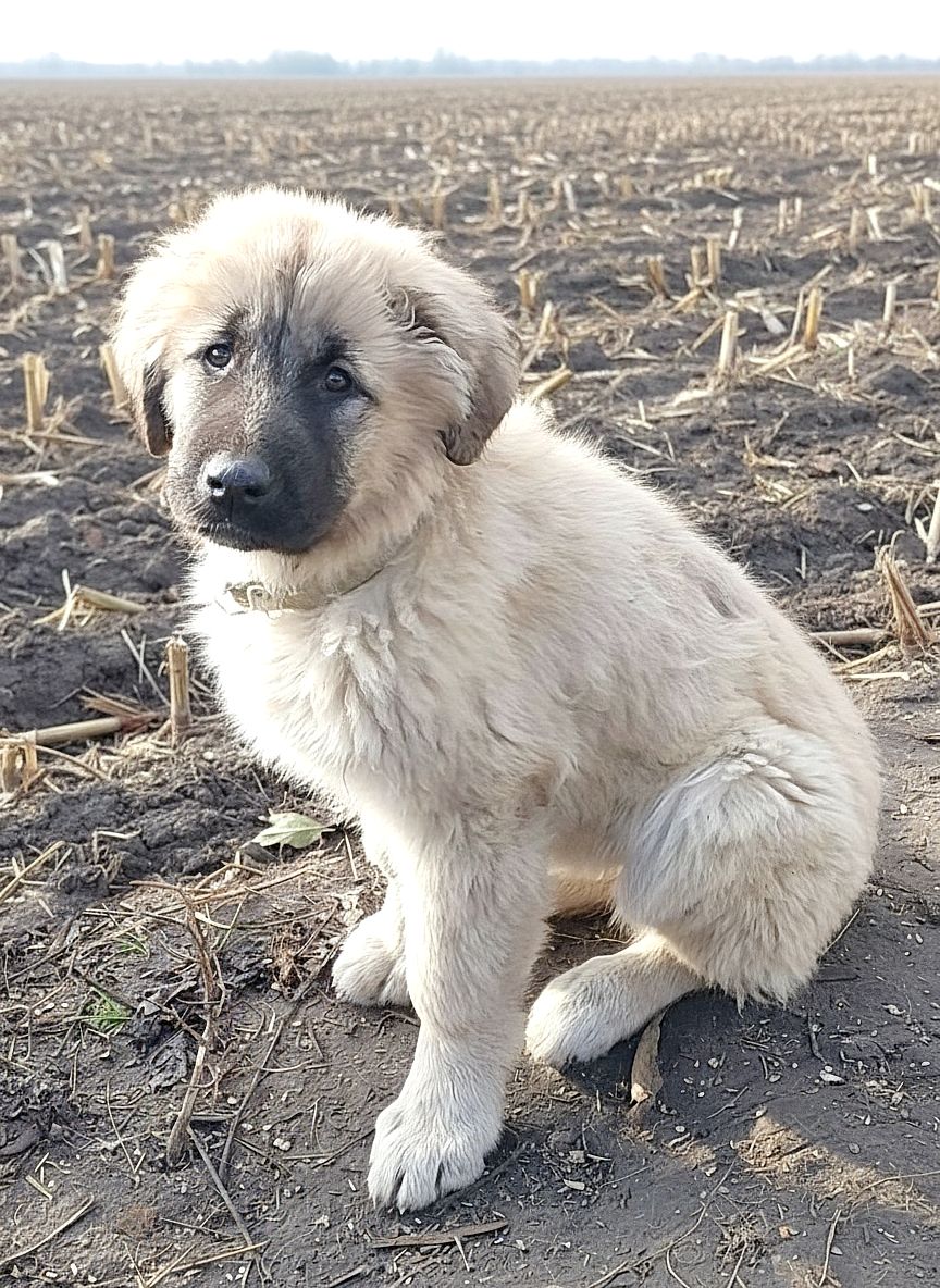 Цуценята від розплідника Star Escort великі костисті робочі