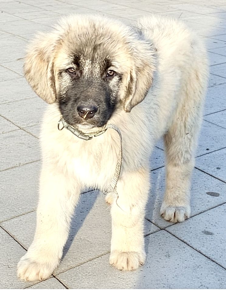 Цуценята від розплідника Star Escort великі костисті робочі