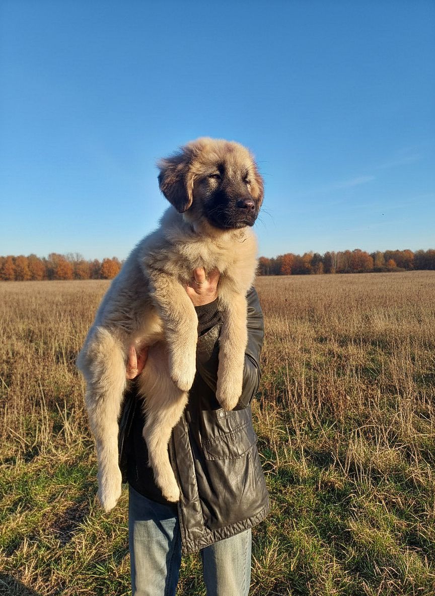 Цуценята від розплідника Star Escort великі костисті робочі