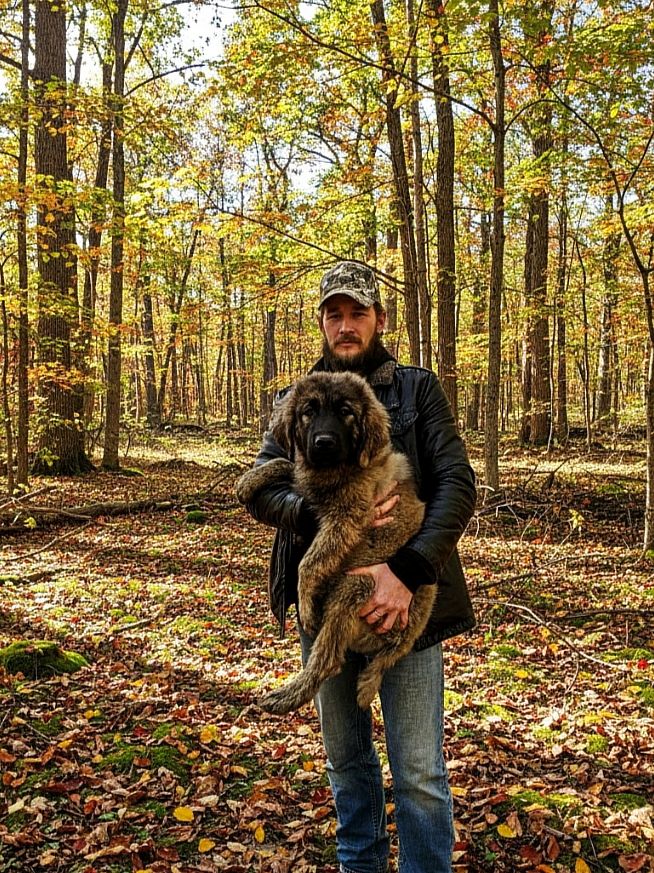 Аліментний хлопчик кавказької вівчарки від розплідника Star Escort