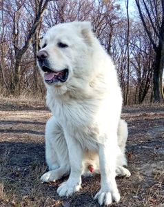 Аліментний хлопчик кавказької вівчарки від розплідника Star Escort