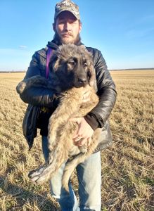 Аліментний хлопчик кавказької вівчарки від розплідника Star Escort