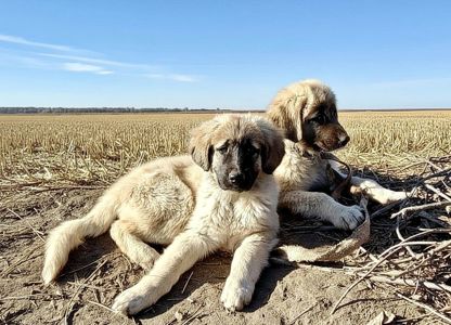 Цуценята від розплідника Star Escort великі костисті робочі