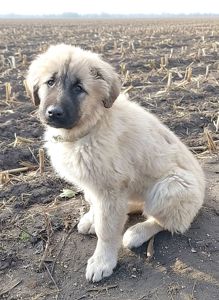 Цуценята від розплідника Star Escort великі костисті робочі