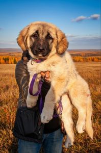 Цуценята від розплідника Star Escort великі костисті робочі