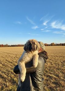 Цуценята від розплідника Star Escort великі костисті робочі