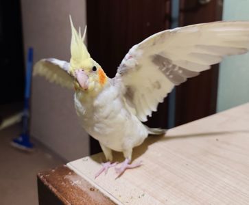 Молодые кореллы 3 птицы