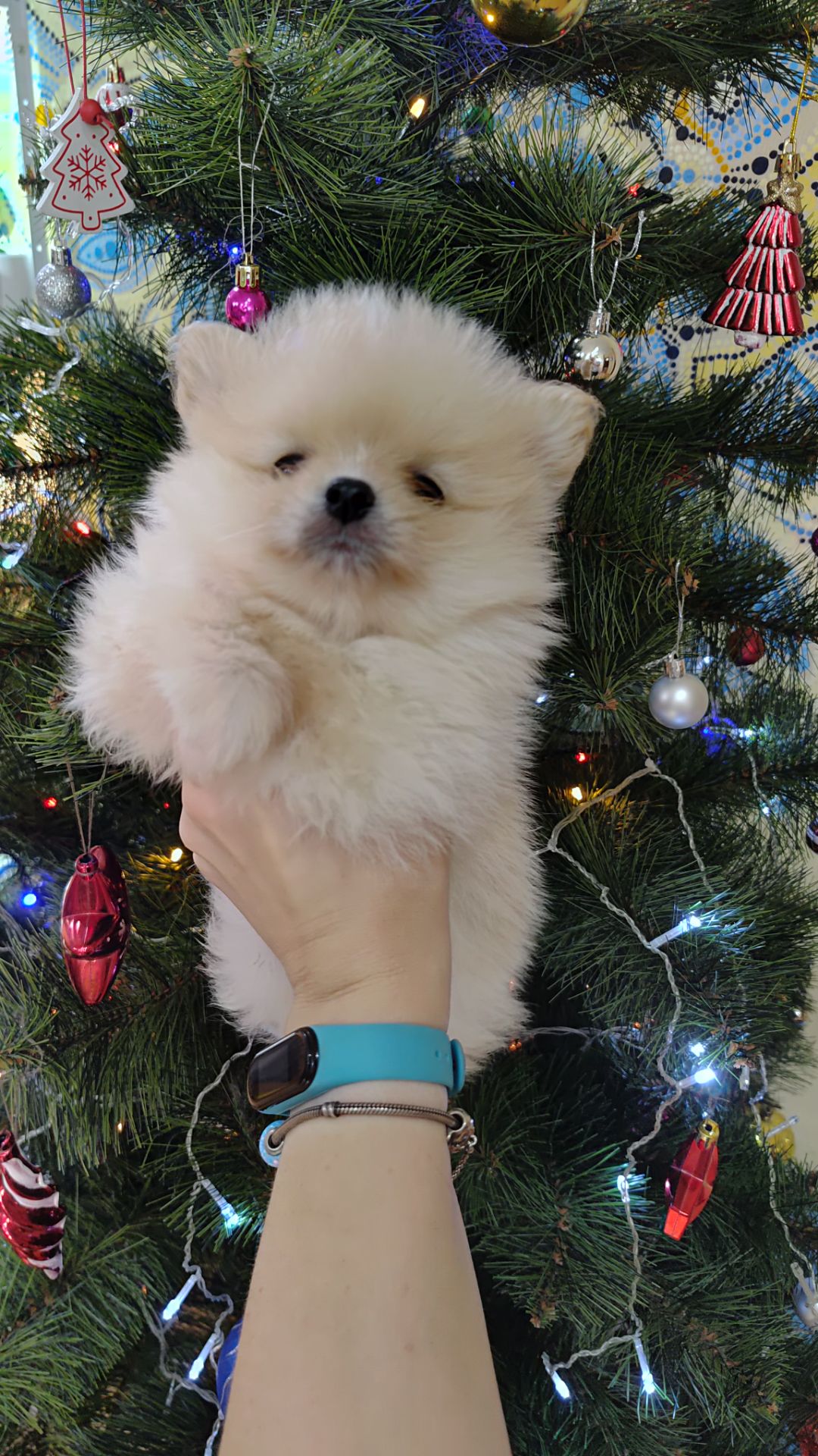 Цуценята померанського шпіца.