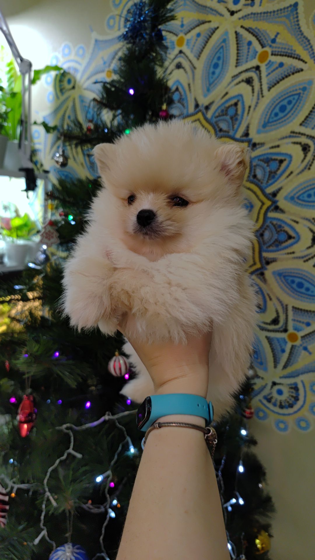 Цуценята померанського шпіца.