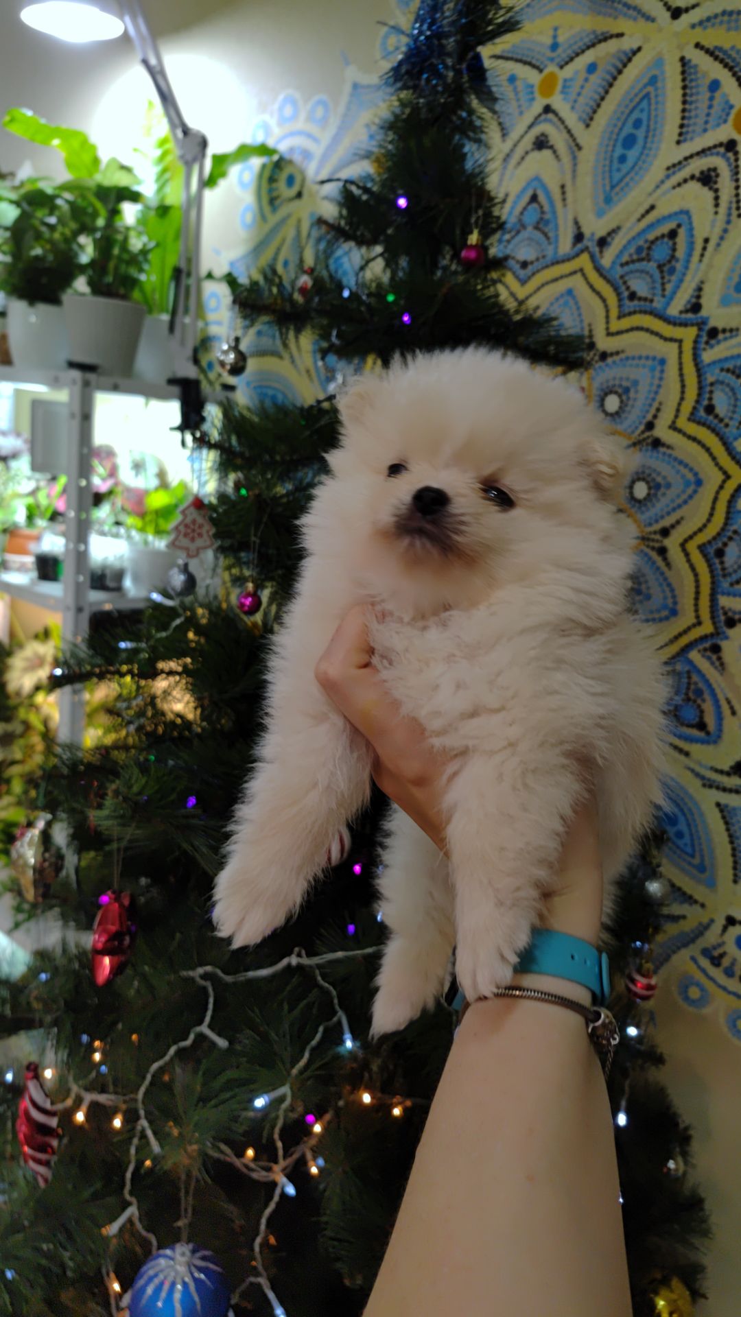 Цуценята померанського шпіца.