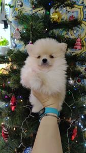 Цуценята померанського шпіца.