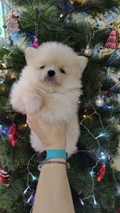 Цуценята померанського шпіца.