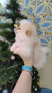 Цуценята померанського шпіца.