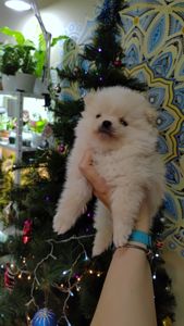 Цуценята померанського шпіца.