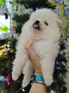 Цуценята померанського шпіца.