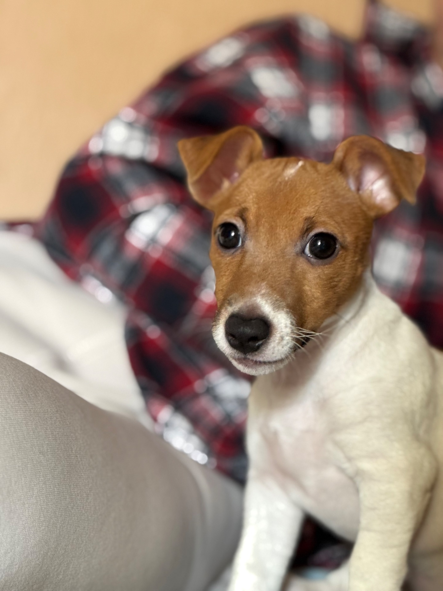 Цуценя Джек рассел терʼєр