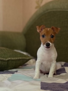 Цуценя Джек рассел терʼєр