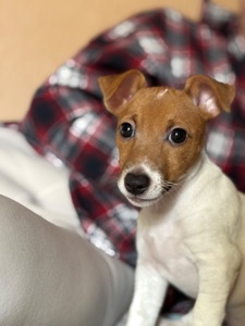 Цуценя Джек рассел терʼєр