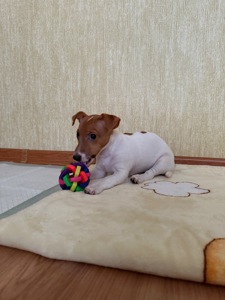 Цуценя Джек рассел терʼєр