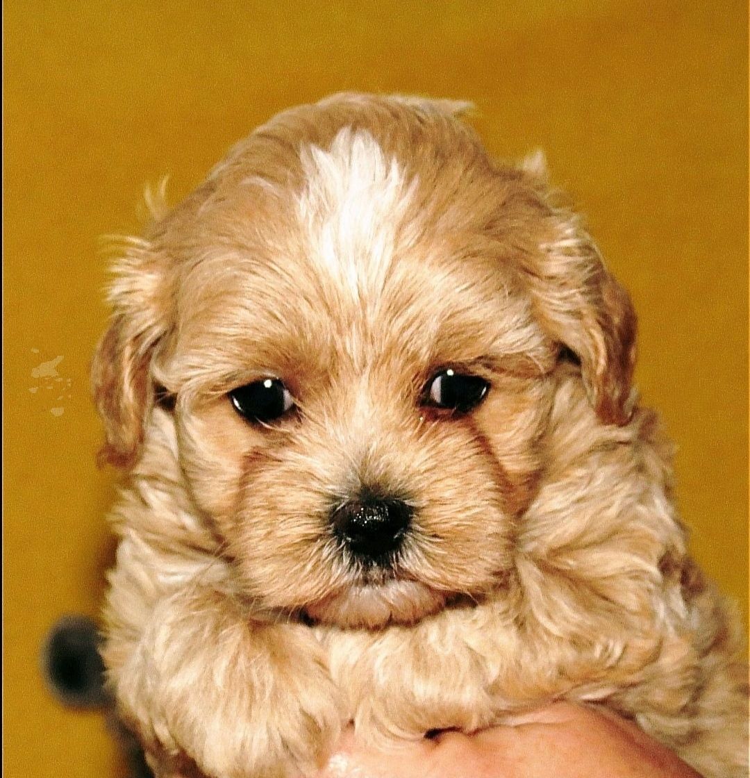 Мальтипу ф-1 професійне розведення