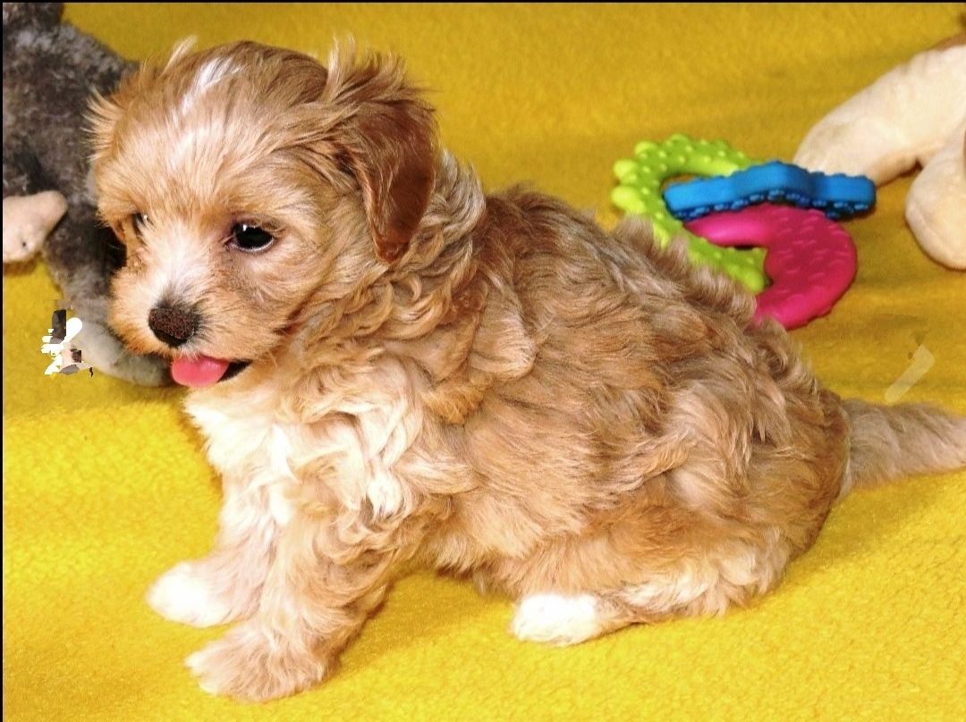 Мальтипу ф-1 професійне розведення