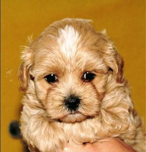 Мальтипу ф-1 професійне розведення