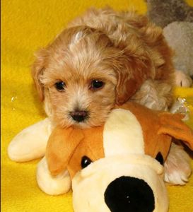 Мальтипу ф-1 професійне розведення