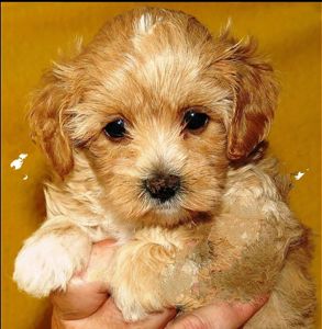 Мальтипу ф-1 професійне розведення