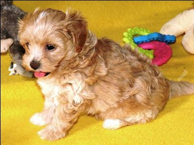 Мальтипу ф-1 професійне розведення