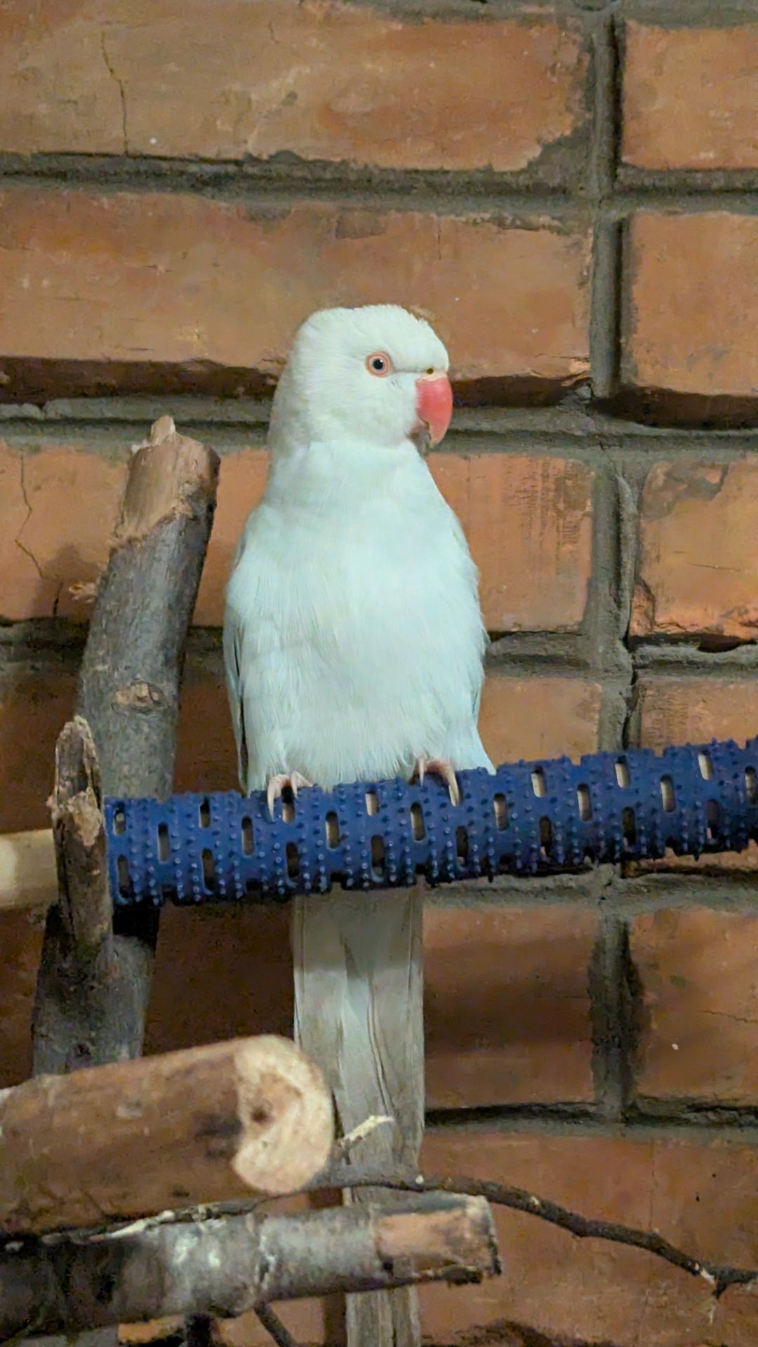 Ожереловий папуга